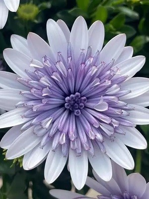 OSTEOSPERMUM 4D Blue Ice